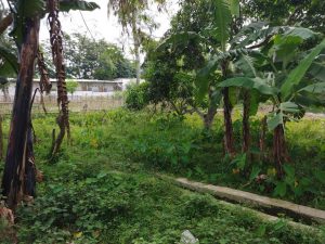 TAMPAK SAMPING