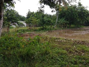 TAMPAK SAMPING